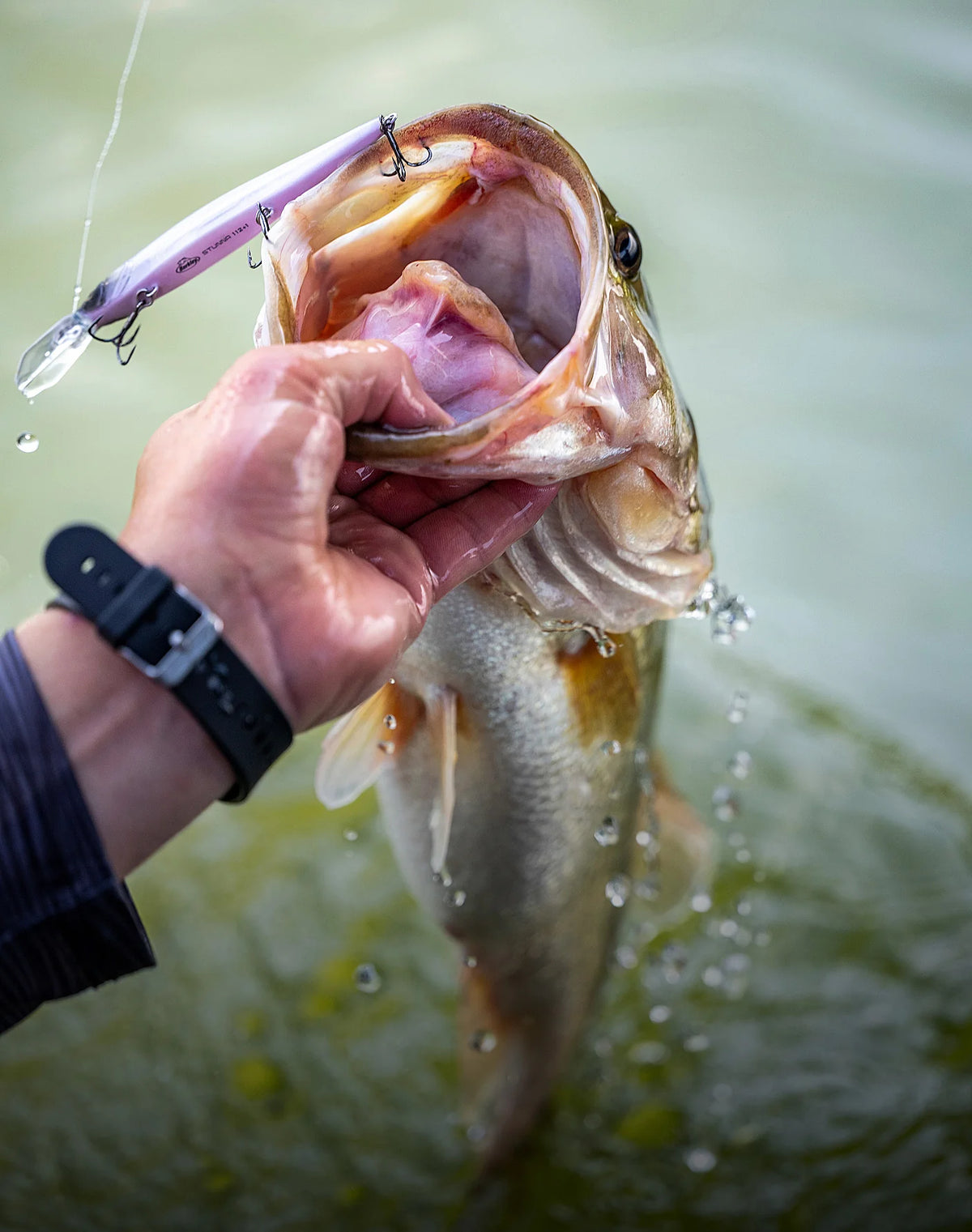 BASS