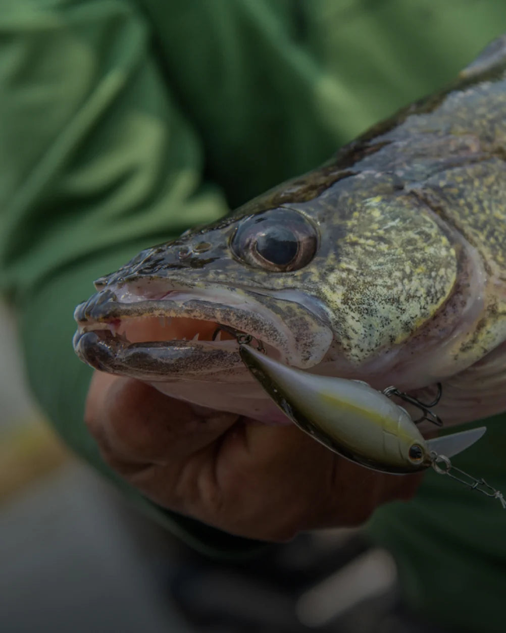 WALLEYE